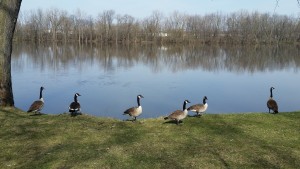 Canada geese